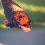 Lampy UV-C w oczku wodnym: Skuteczna walka z zakwitem wody