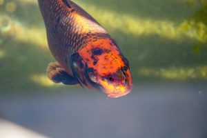 Lampy UV-C w oczku wodnym: Skuteczna walka z zakwitem wody